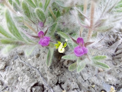 چای کوهی