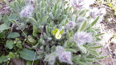 چای کوهی