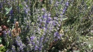 Hyssopus officinalis