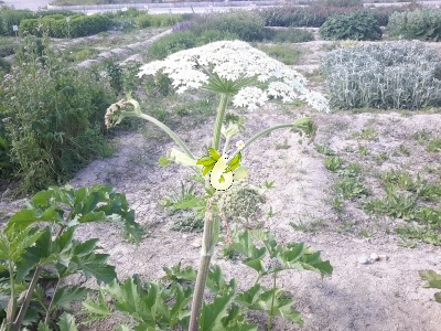 گلپر
