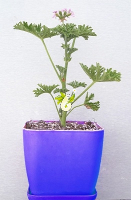 شمعدانی عطری