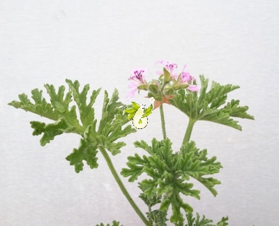 شمعدانی عطری