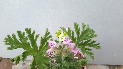 شمعدانی عطری