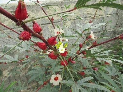 چای ترش