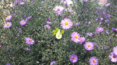 گل ستاره ای