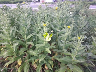 زنجبیل شامی