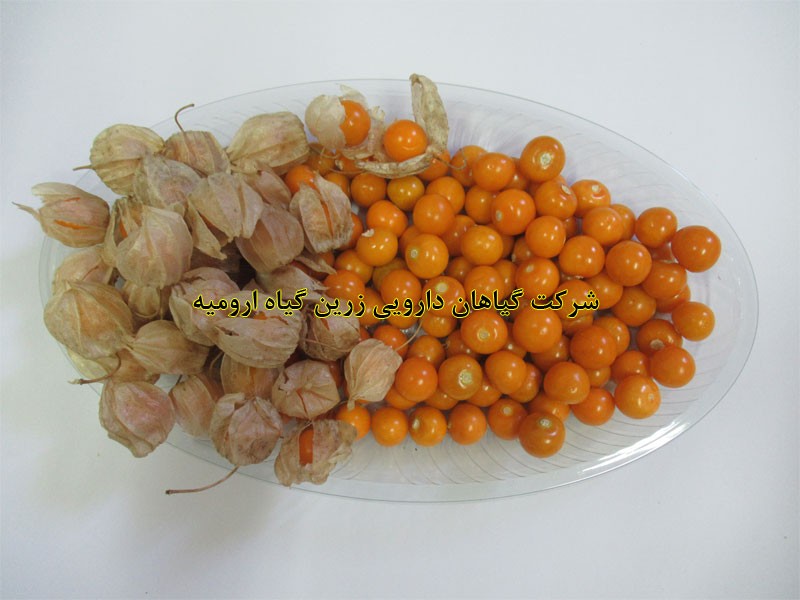 تولید نشاء و میوه فیسالیس خوراکی