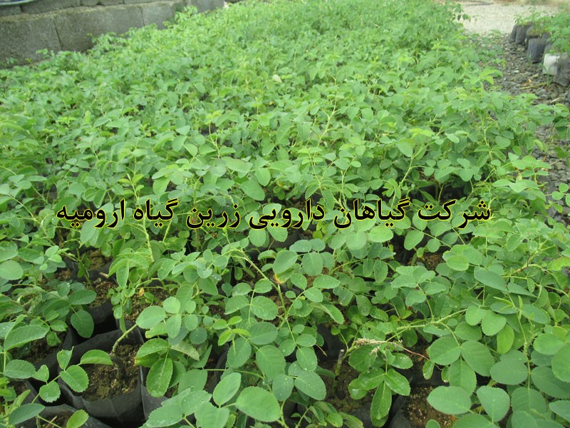 تولید نهال و قلمه گل محمدی