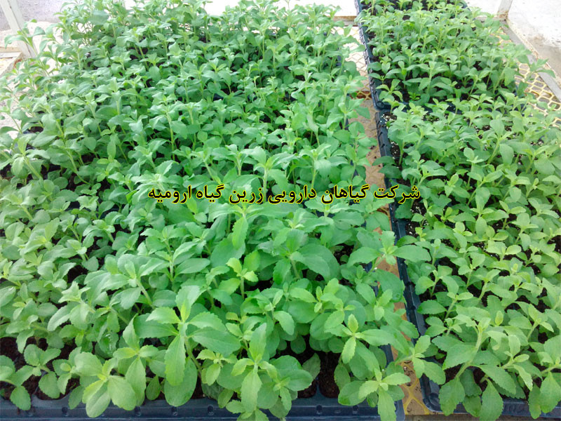تولید در سینی کشت به درخواست مشتری