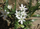 والک - گل آقا - تره کوهی