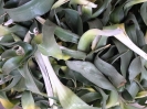 والک - گل آقا - تره کوهی