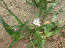 والک - گل آقا - تره کوهی