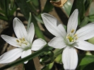 والک - گل آقا - تره کوهی