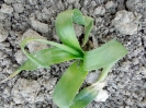 والک - گل آقا - تره کوهی