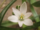 والک - گل آقا - تره کوهی