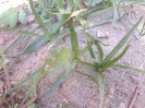 والک - گل آقا - تره کوهی
