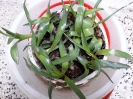 والک - گل آقا - تره کوهی