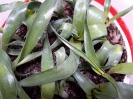 والک - گل آقا - تره کوهی