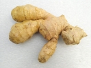 زنجبیل - Zingiber officinalis Rose