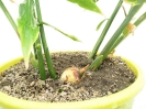 زنجبیل - Zingiber officinalis Rose