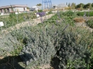 اسطوخودوس