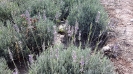 اسطوخودوس