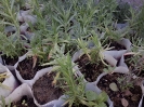 اسطوخودوس
