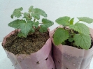 بادرنجبویه