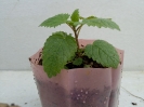 بادرنجبویه