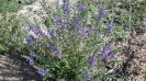 بادرشبی