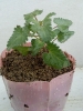 بادرشبی