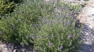 بادرشبی
