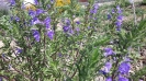 بادرشبی