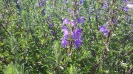 بادرشبی