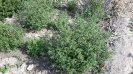 بادرشبی