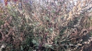 برنجاسف