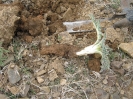 چیدن کنگر از طبیعت_2
