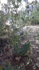 کاسنی