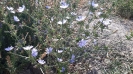 کاسنی