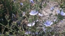 کاسنی