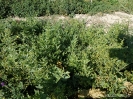 روناس