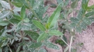 روناس