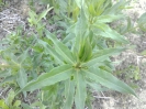 روناس
