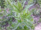 روناس