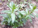 روناس