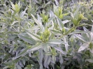 روناس