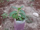صابونی