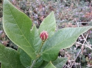 گل شرابی