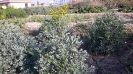 سداب