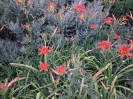 زنبق رشتی